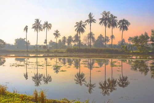 risåker i kerala india