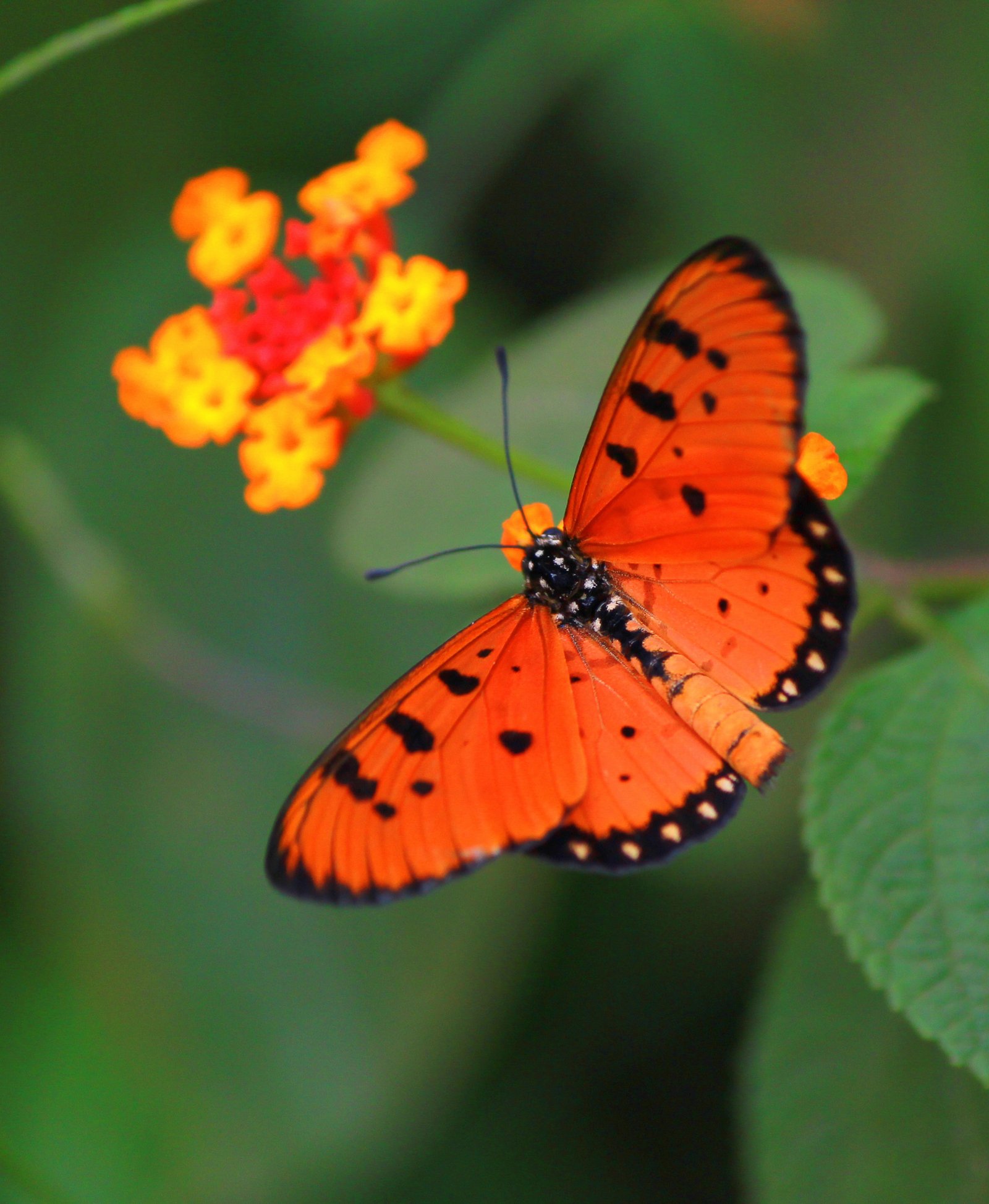 orange sommerfugl og orangegul blomst