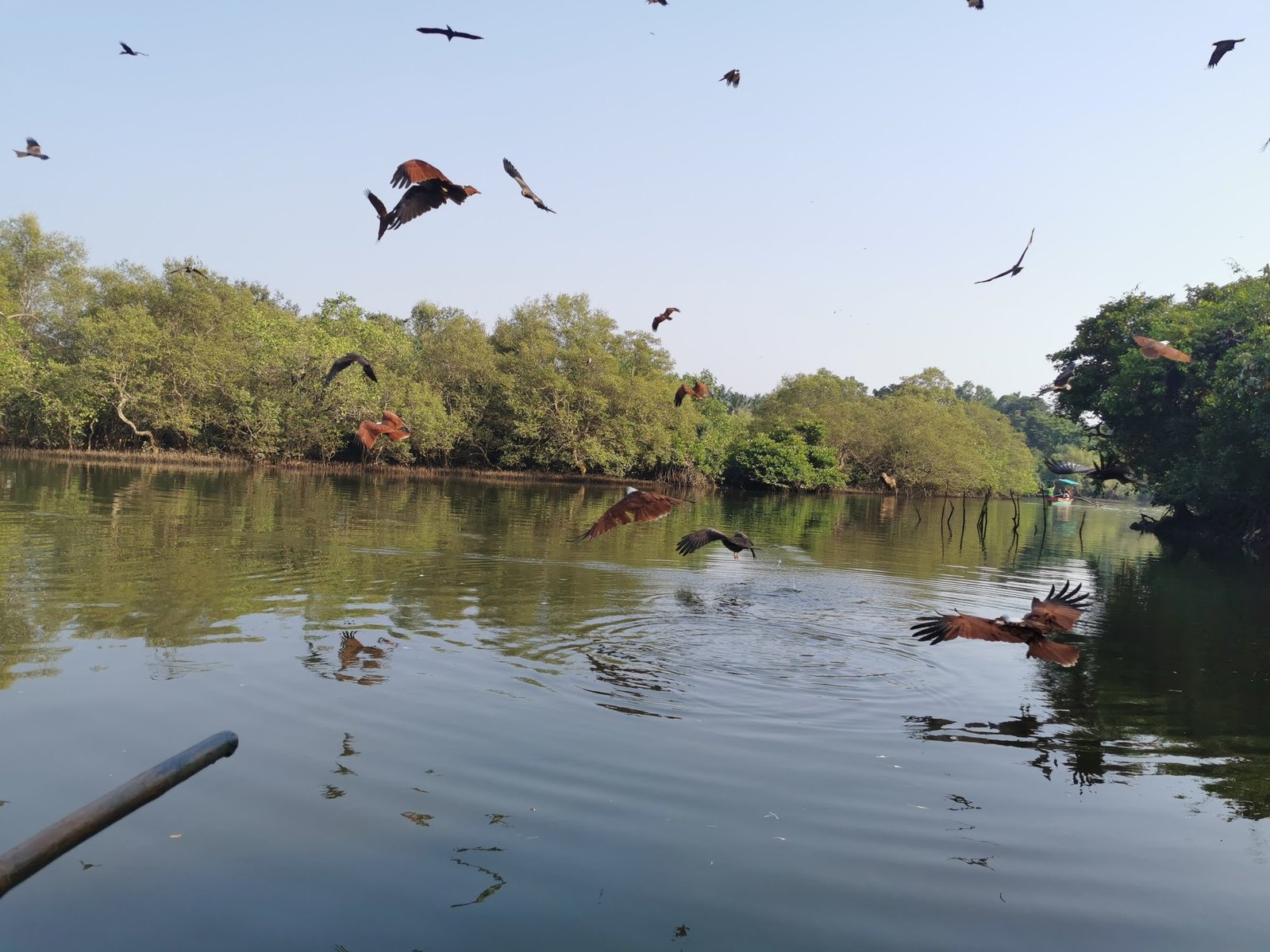 ørn safari i goa india