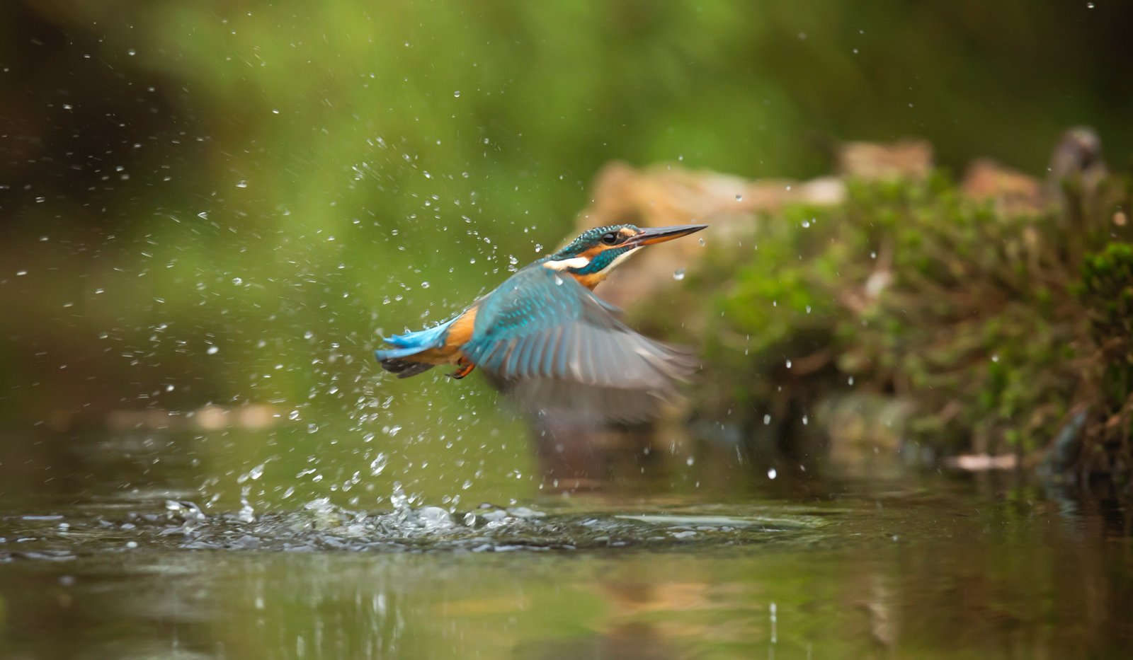 kingfisher i India fargerik fugl som det nasjonale ølet er oppkalt etter