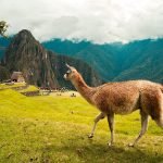 Macchu Picchu and lama in Peru inkatrail photo by Davis Vargas