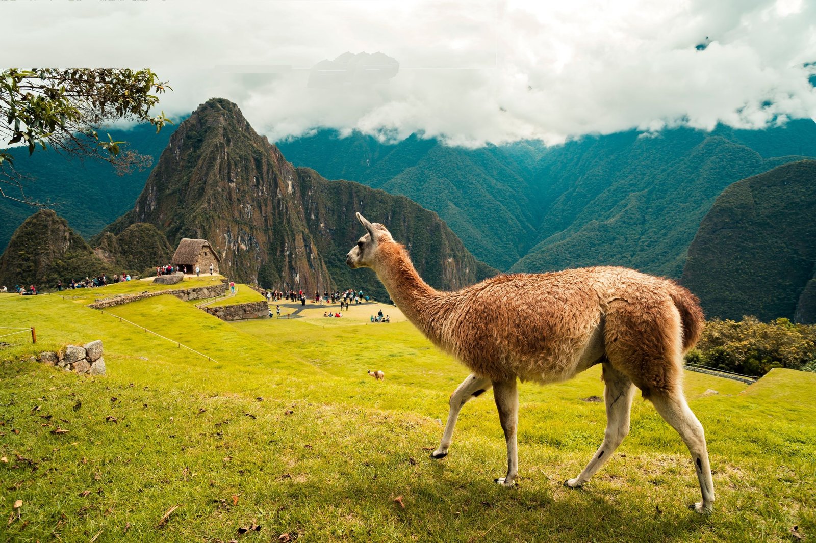 Macchu Picchu and lama in Peru inkatrail photo by Davis Vargas