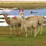 Uyuni er verdens største saltslette også her finner du lama