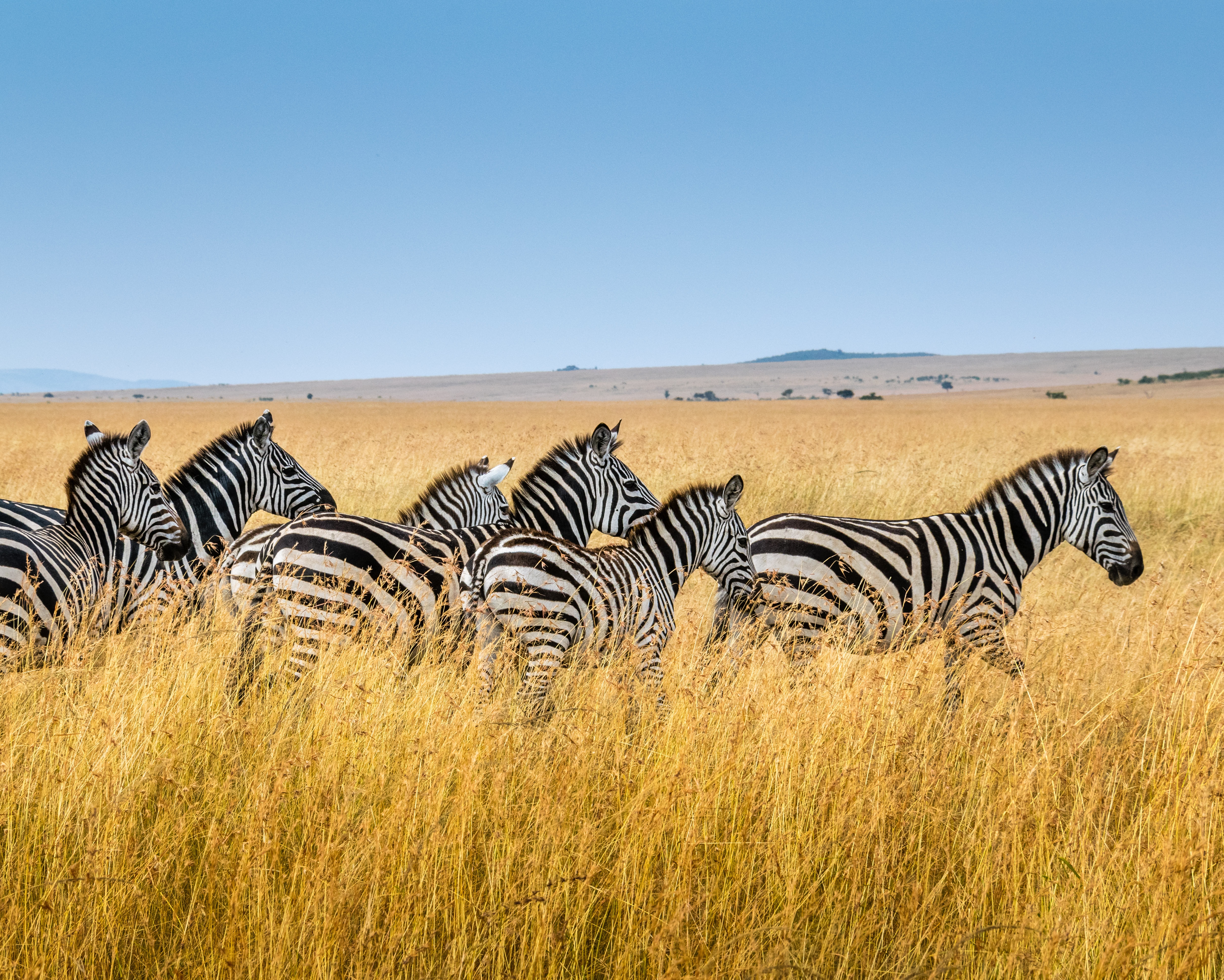 sebra i afrika