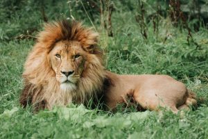 lion male