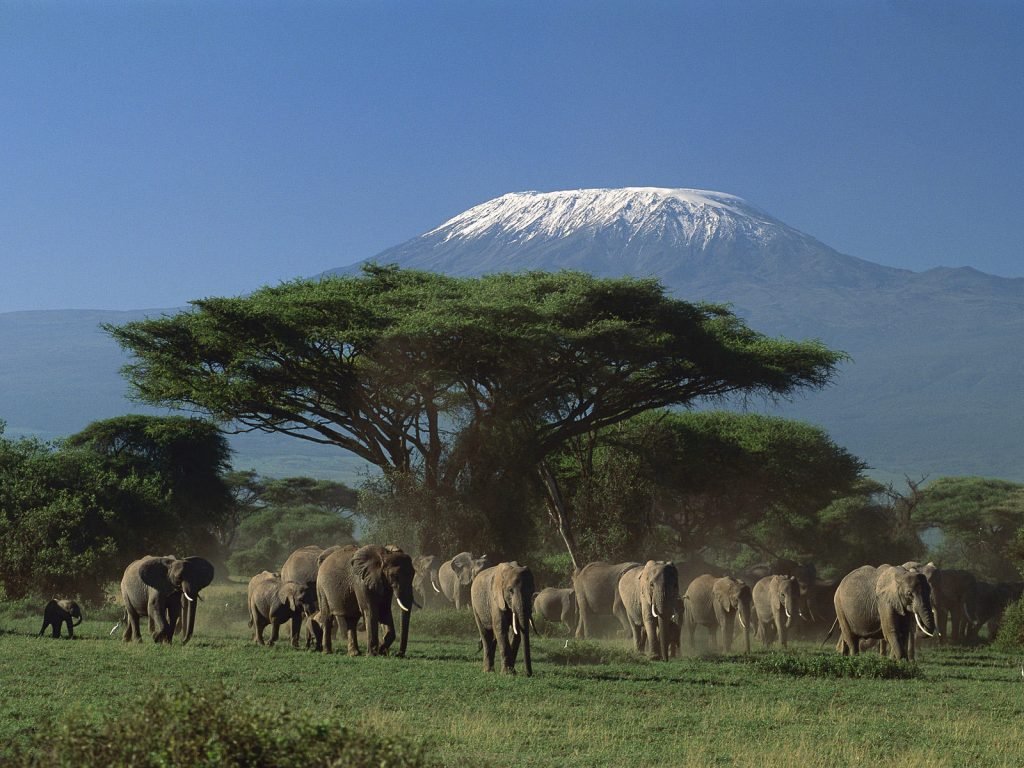 ELEFANTER MED KILIMANJARO I BAKGRUNNEN