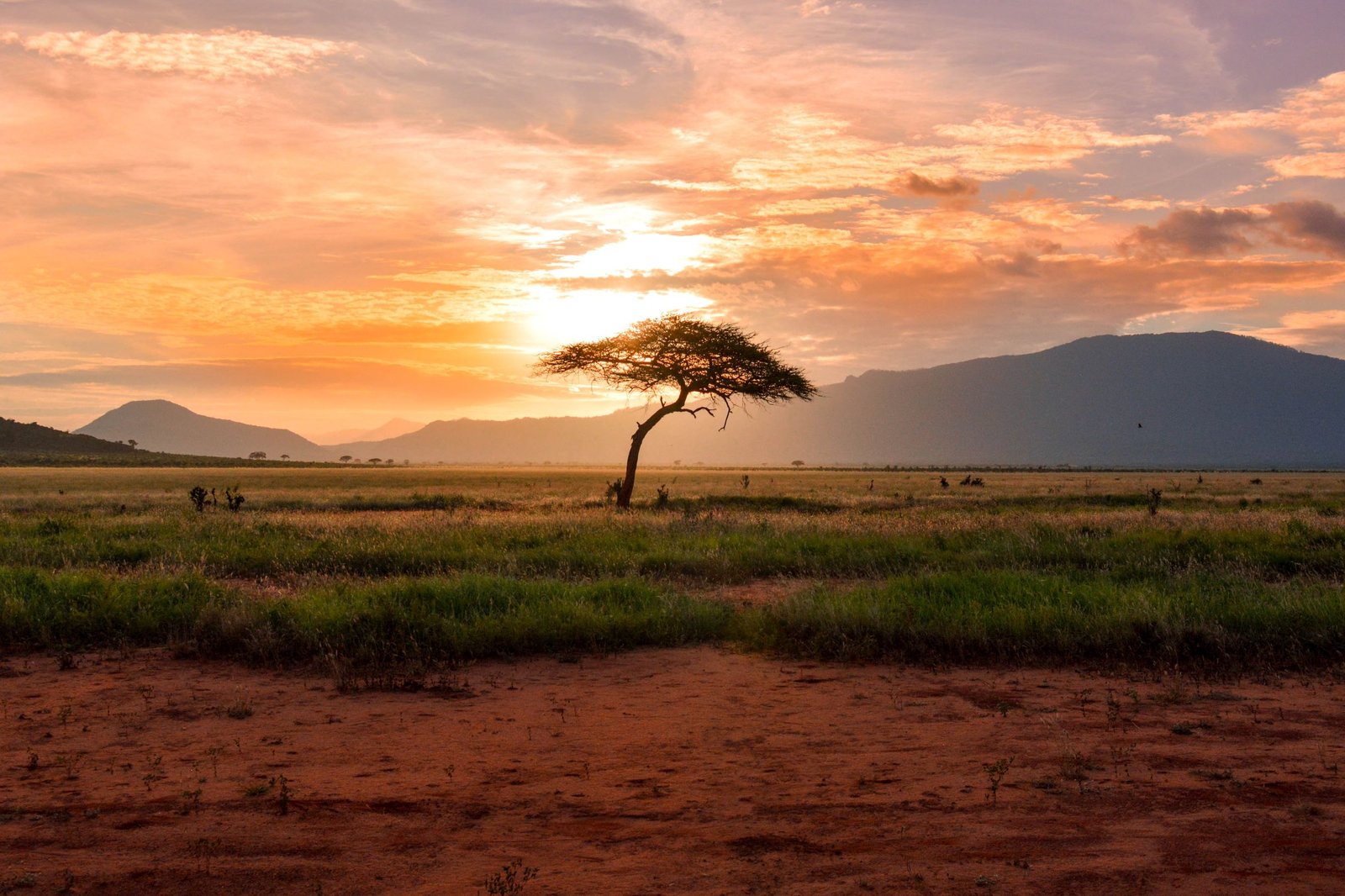 safari i kenya tsavo nasjonalpark utenfor turistløypa