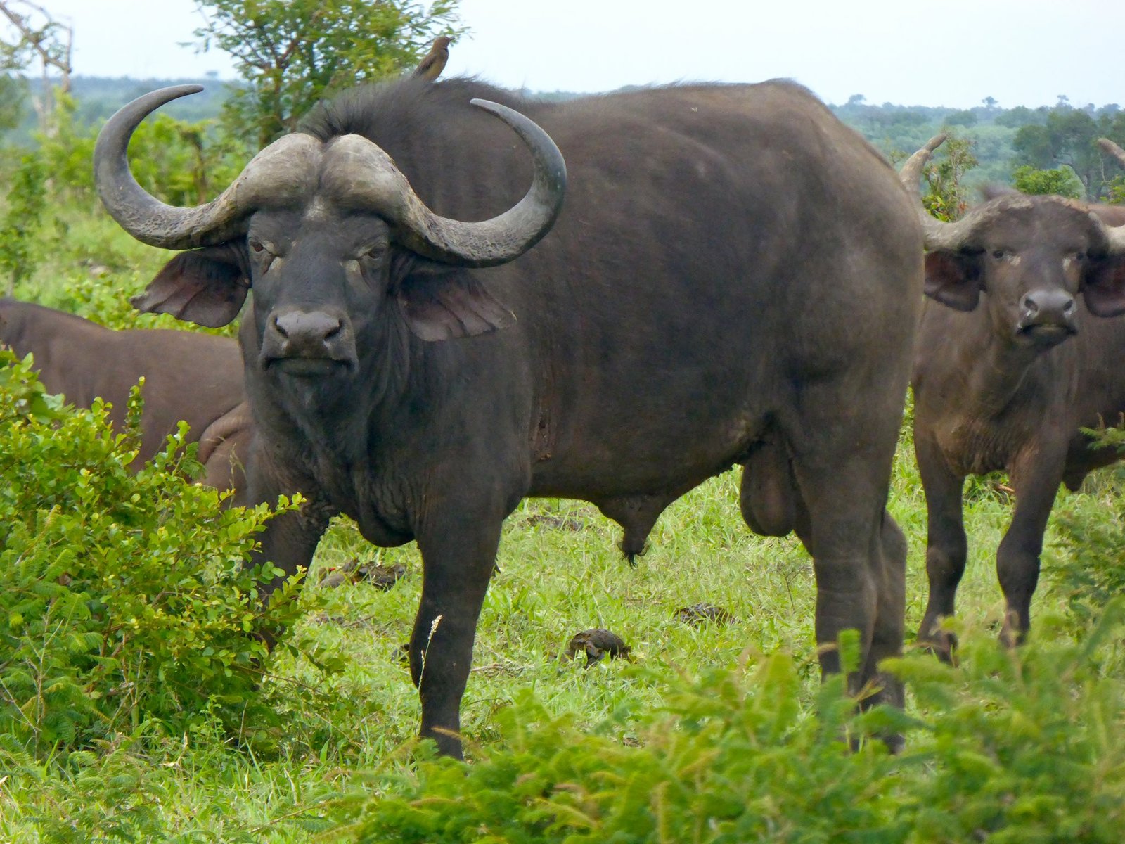 bøffel på safari i sør-afrika