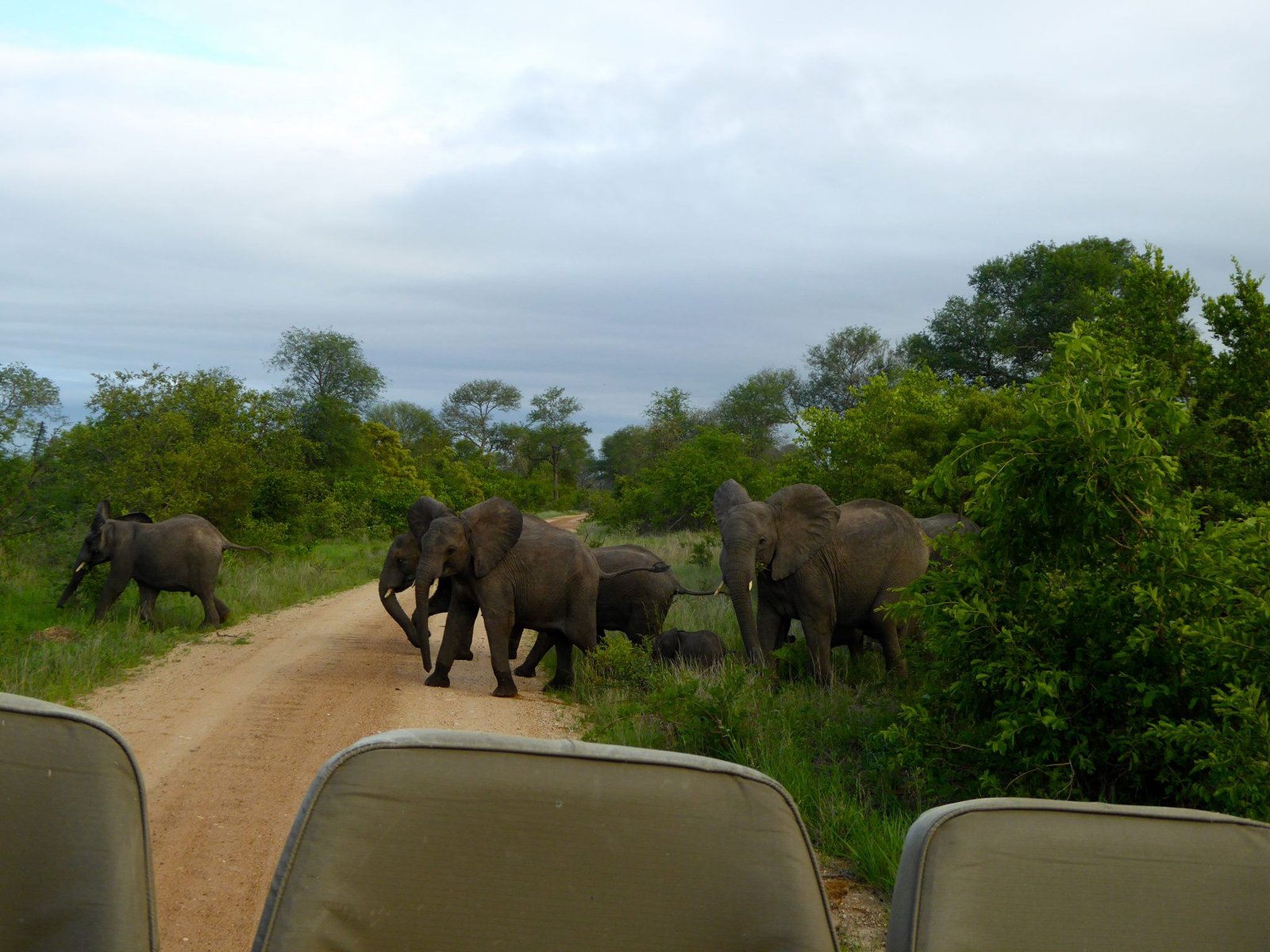 elefanter i kruger nasjonalpark sør-afrika