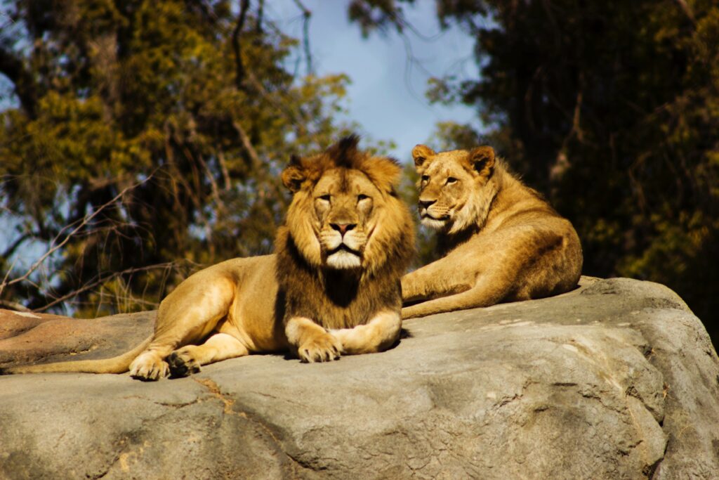 safari i sør-afrika løver