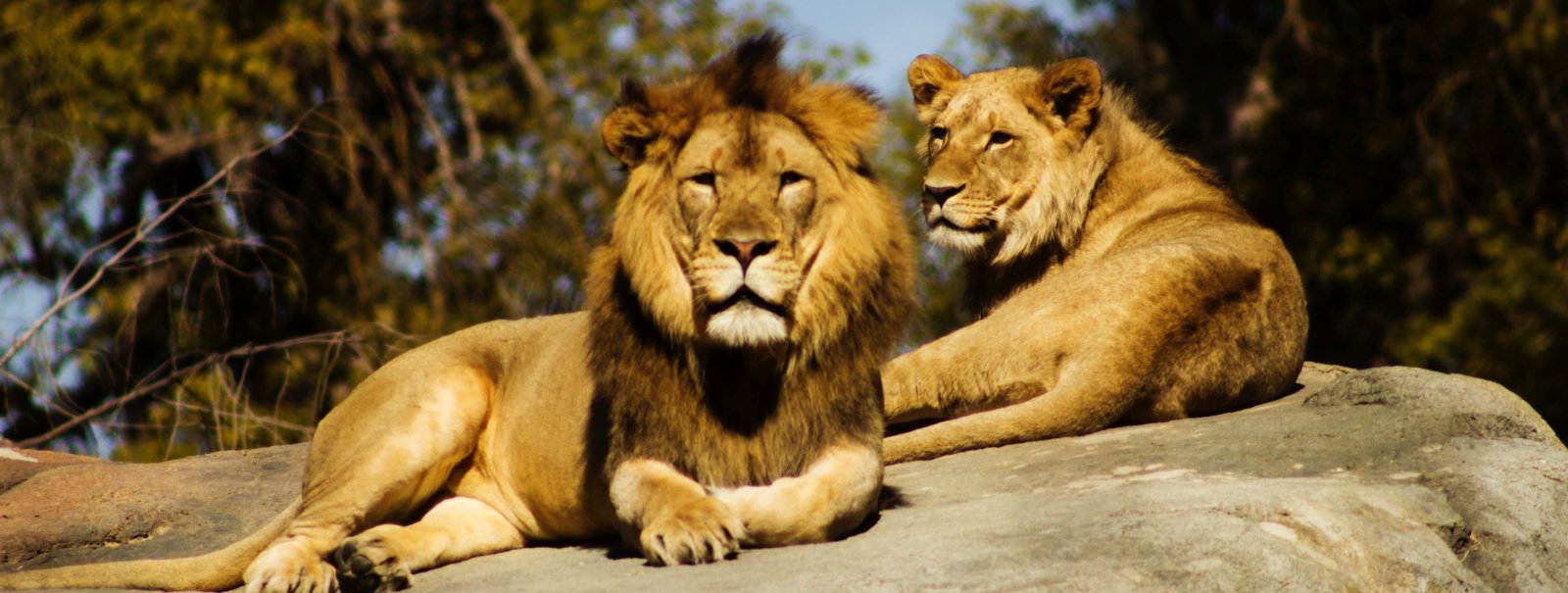 safari i kruger nasjonalpark