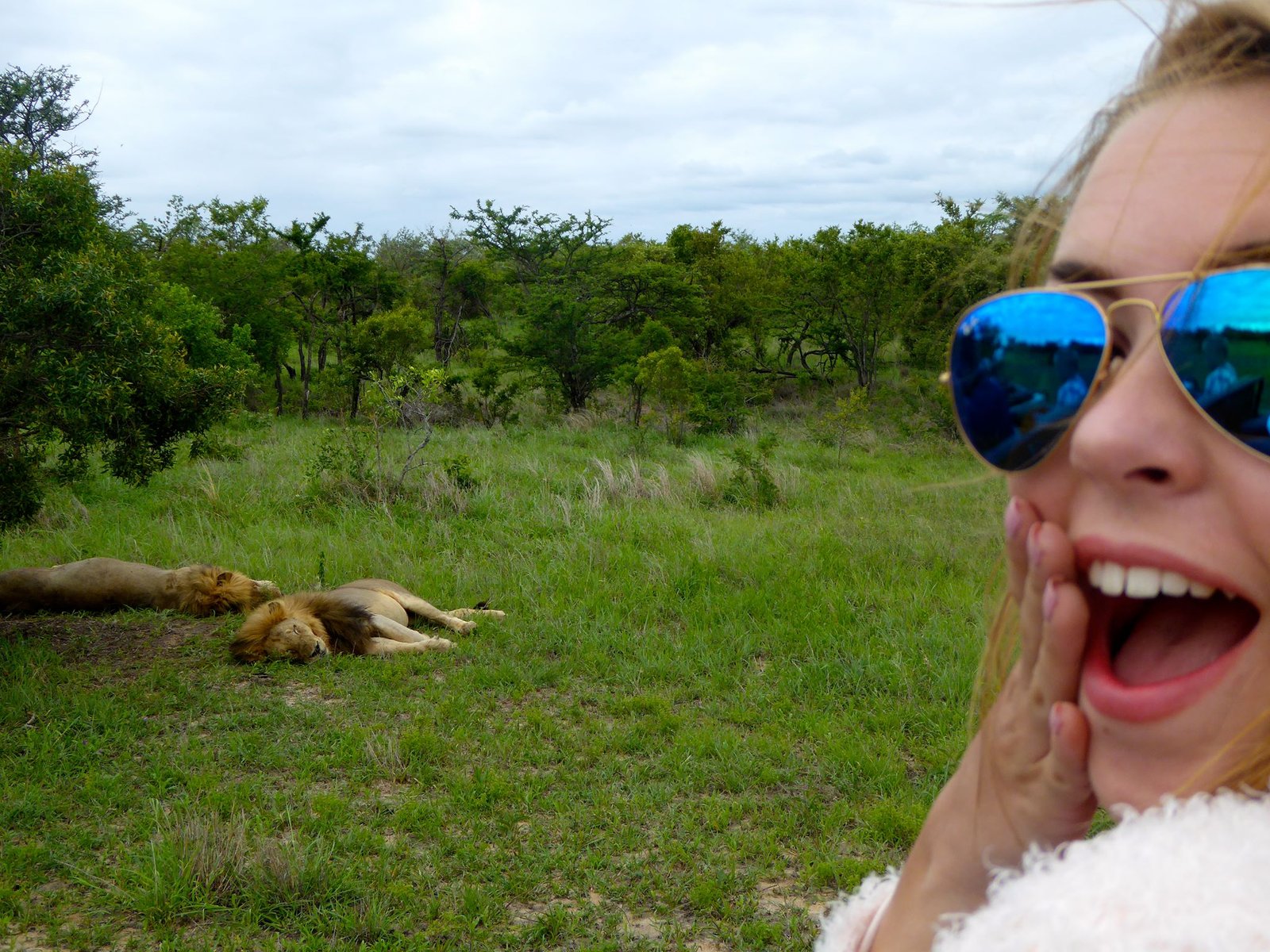 løver i kruger nasjonalpark sør-afrika