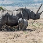 rhino nesehorn in africa by david-clode