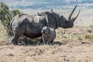 rhino nesehorn in africa by david-clode