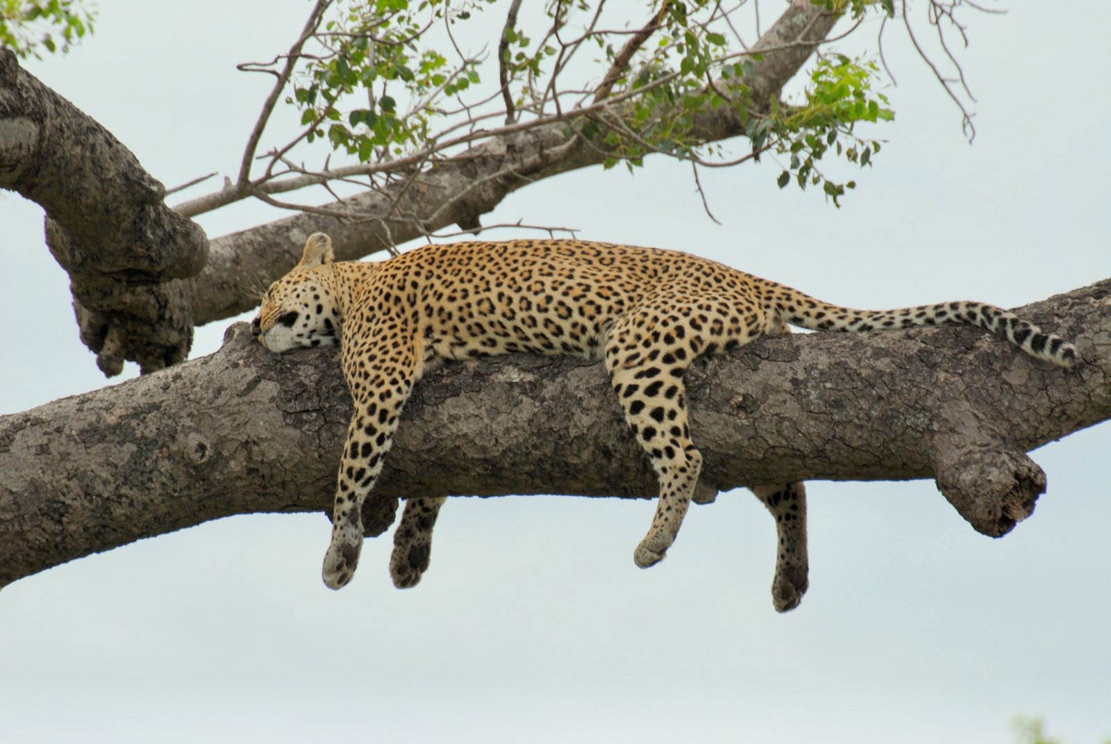 Leopard i Kruger nasjonalpark sør-afrika FlipFlopTraveller