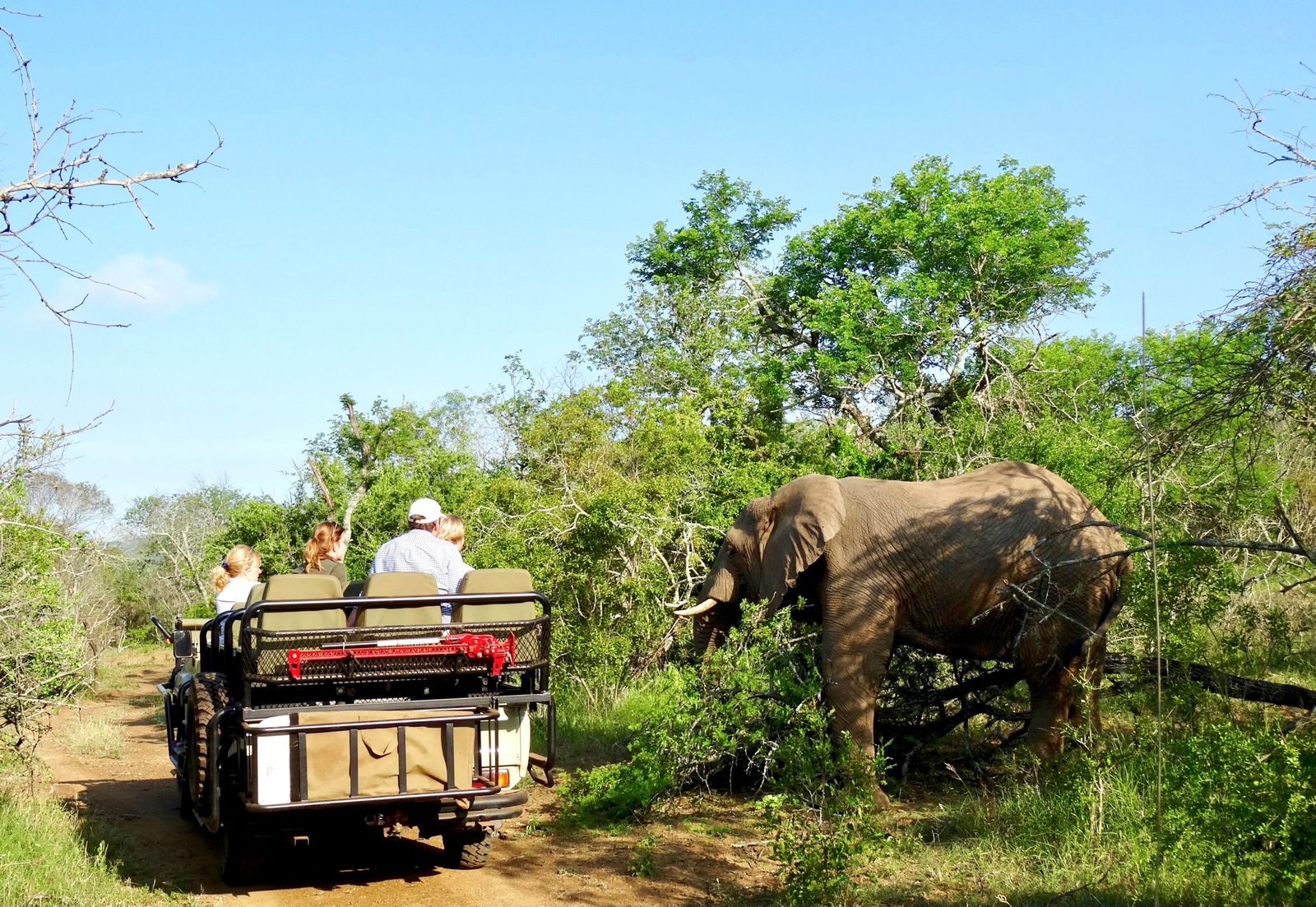 safari Sør-Afrika