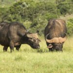 Two huge African buffalo having breakfast