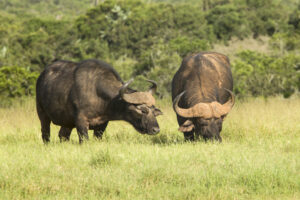 Two huge African buffalo having breakfast