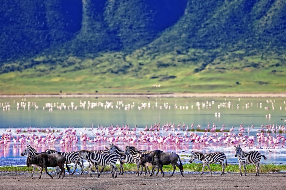 Ngorongoro crater med sebra og bøffel