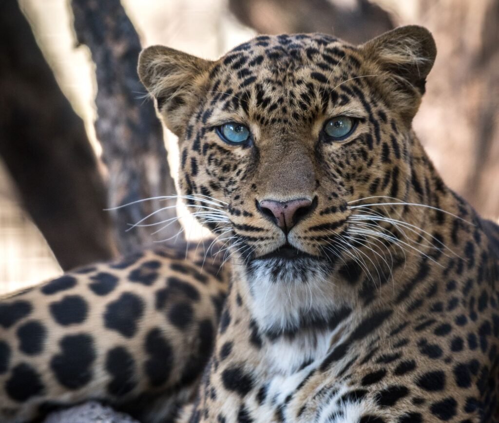 safari i afrika gepard de store kattedyrene