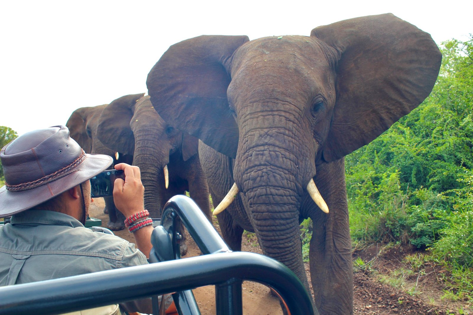 safari i sør-afrika elefant åpen safaribil FlipFlopTraveller