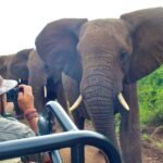 Safari i Kruger nasjonalpark