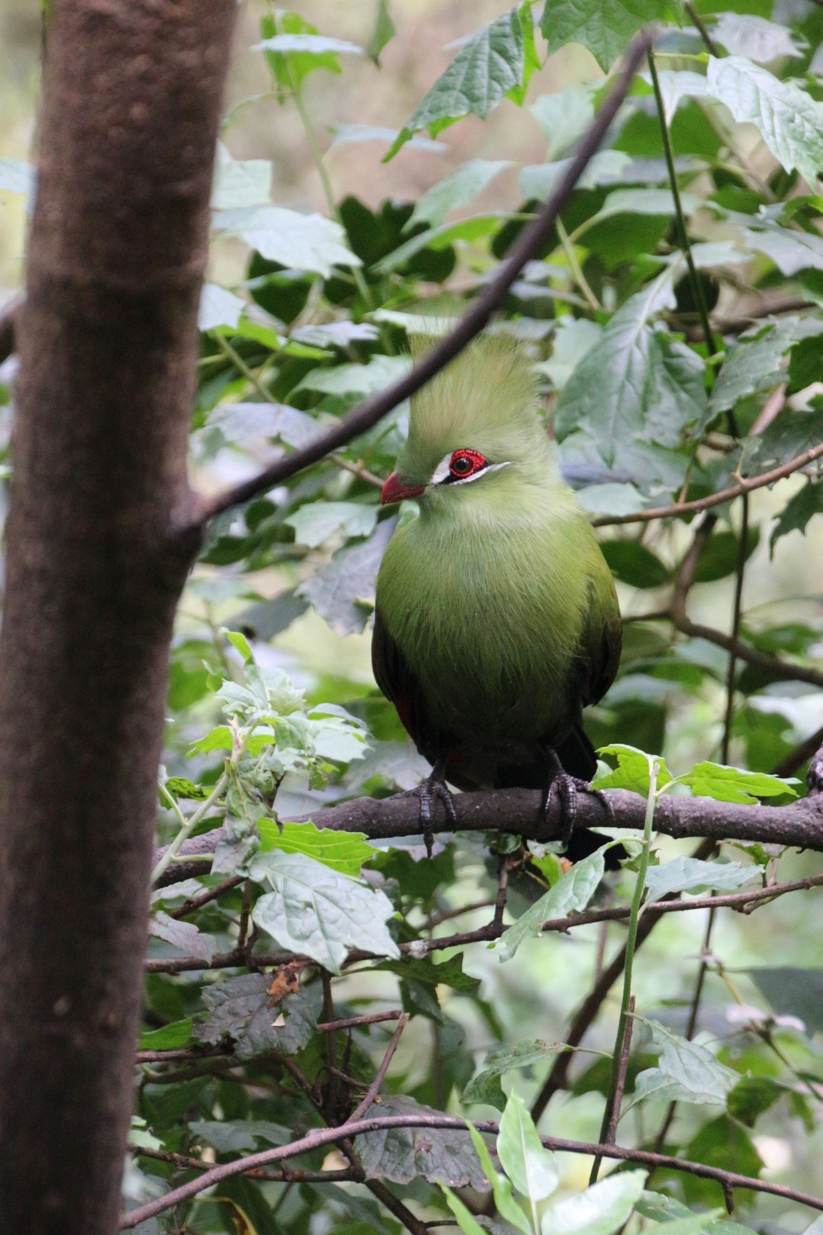 Birds of Eden, Plettenberg Bay, Garden Route, South Africa. by uta-scholl