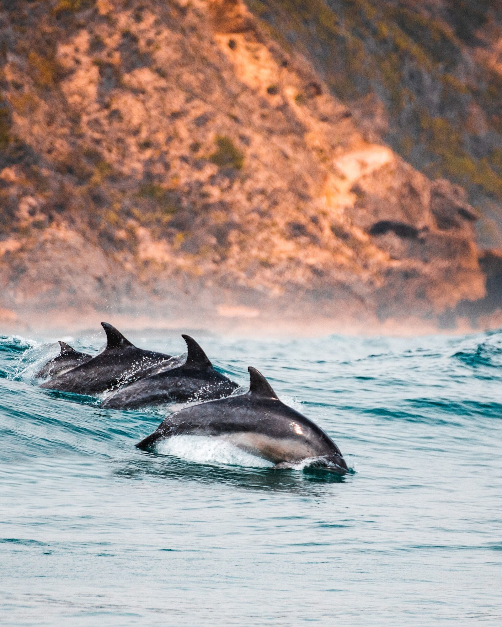 Dolphins plyaing in the surf in Knysna, South Africa by redcharlie