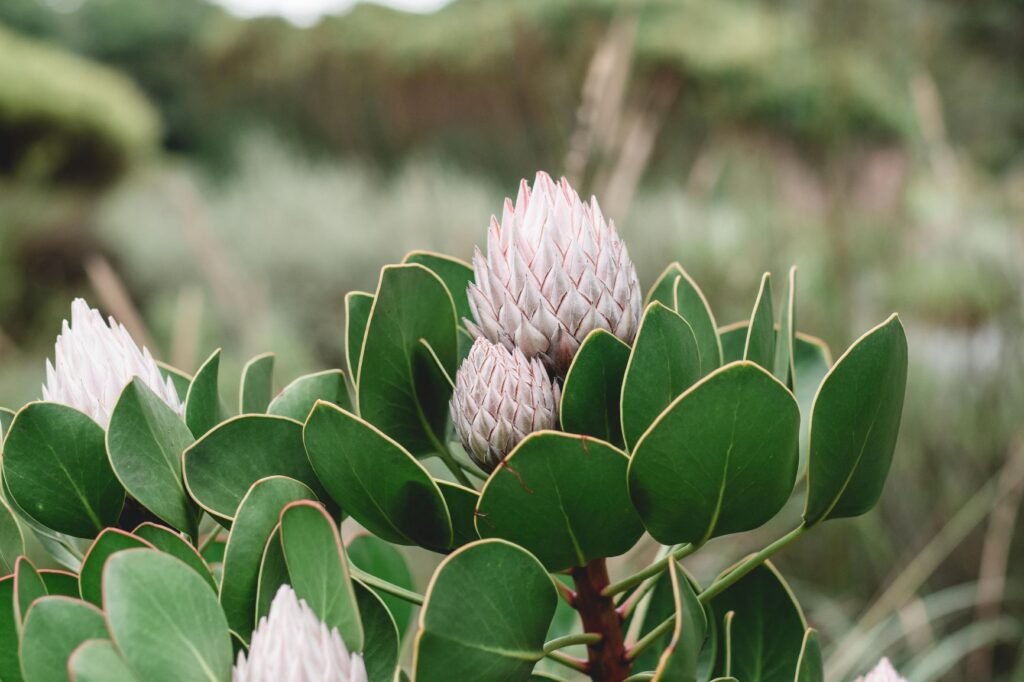 Kirstenbosch botanical gardens Cape Toen by laura-flint