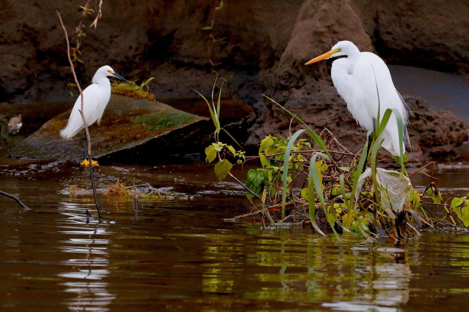 little egret wilderness national park garden route south africa by james-wainscoat