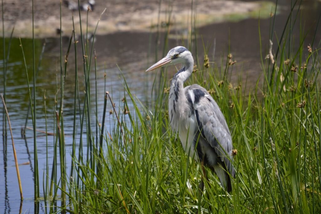 wilderness national park south africa grey heron by rebecca-peters