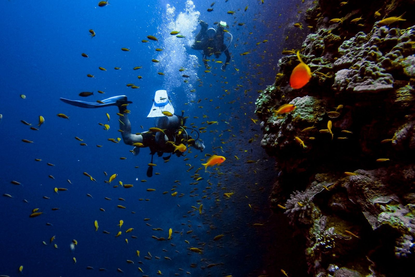 dykking snorkling i egypt ferie sharm el shaik hurghada strand by aviv-perets