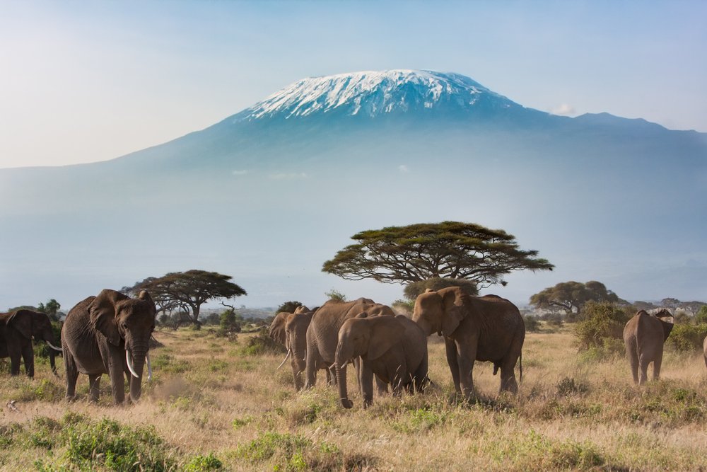 safari i Kenya