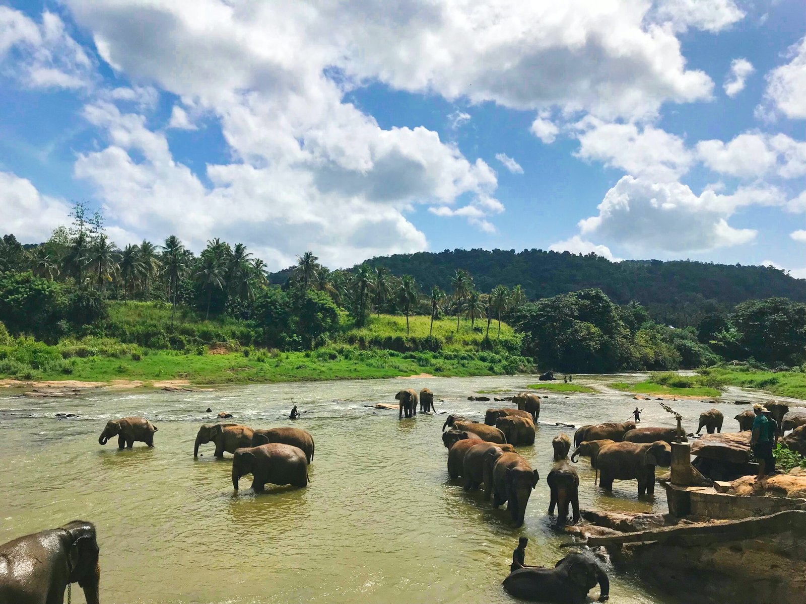 asiatiske elefanter på Sri Lanka