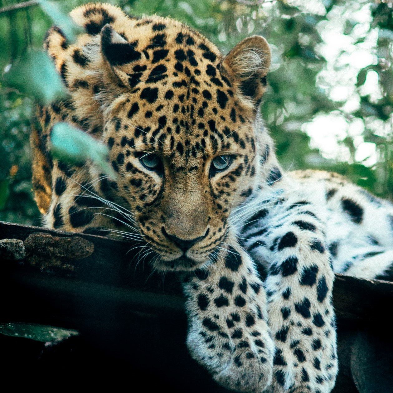 Leopard Sri Lanka