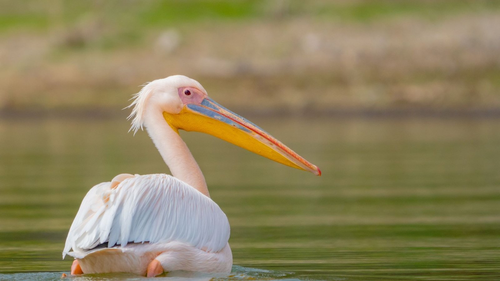 Pelikan på Lake Naivasha Kenya