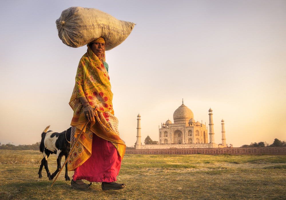 Indian woman carrying on head and goats near the taj mahal.