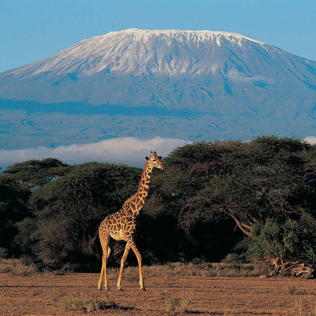 Kilimanjaro Amboseli giraff