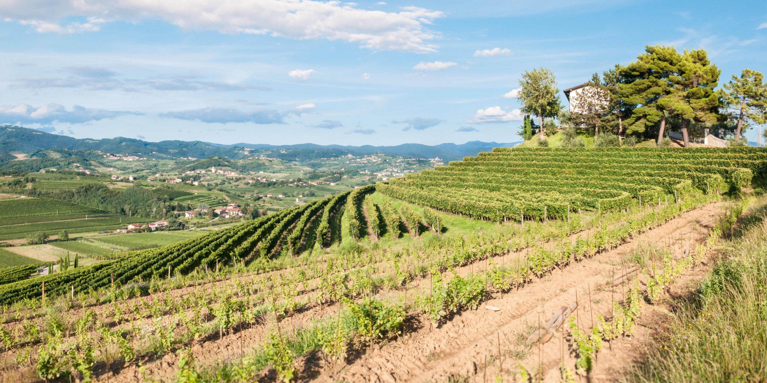 Vingårder sykkelturer Collie Friuli Italia