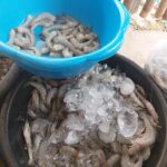 Ferske ra?varer i restauranten nydelig mat