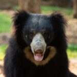 Bjørn jungelboken safari i India