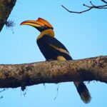 Hornbill jungelboken safari i India