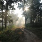 Nydelig natur Kahna nationalpark tigersafar India