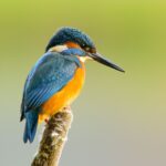 Rikt fugleliv i Kahna natinalpark India