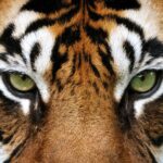 Tiger i jungelboken safari i India