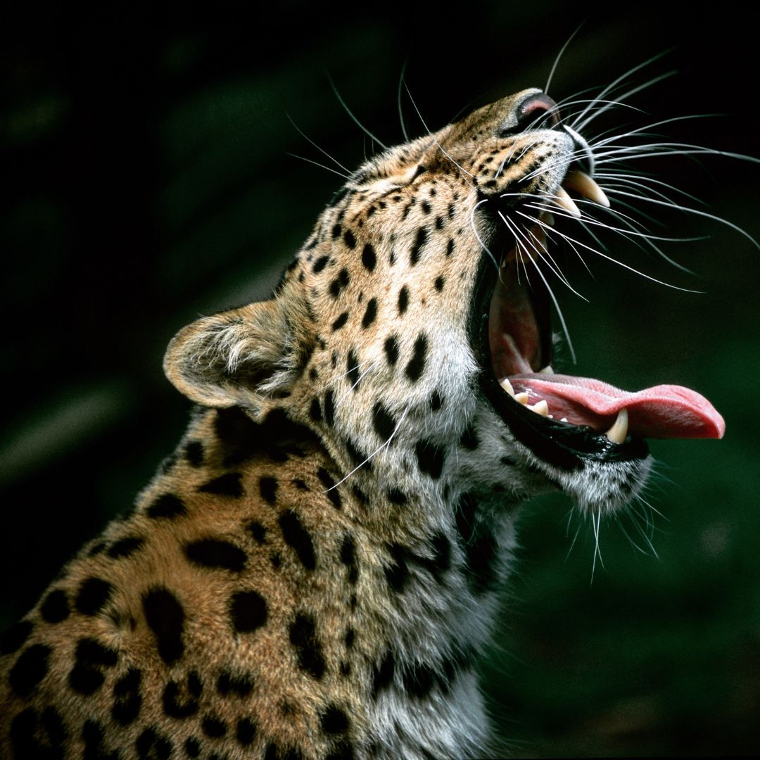 leopard i India