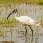 safari i Kahna nationalpark jungelboken tigersafari i India