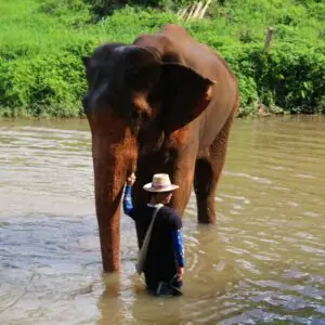 TucTuc Tur Nord-Thailand Sagareiser dag 2 elefant bading