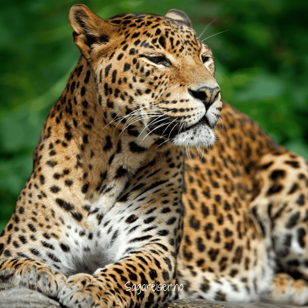 Yala NAtionalpark sri Lanka leopard