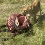 Løve med sitt bytte i Serengeti nasjonalpark Tanzania